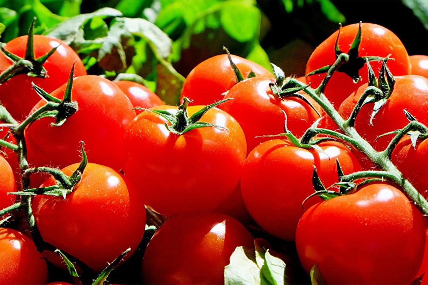 Ukrayna 38 ton domatesi Türkiye'ye iade etti
